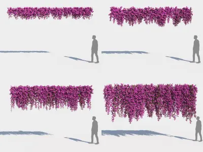  Climbing Bougainvillea Collection 2 (+GrowFX) 