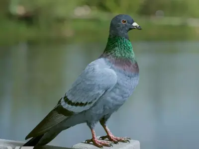 Pigeon Animated VFX Grace 3D model