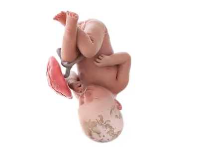Fetus Week 39 Animated 3D model