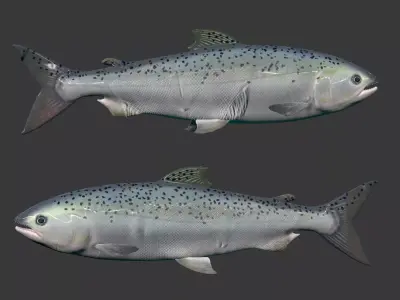 Rainbow Trout Low-poly 3D model 3D model
