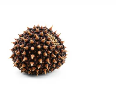 Pencil Urchin Model with Cylindrical Spines Low-poly 3D model