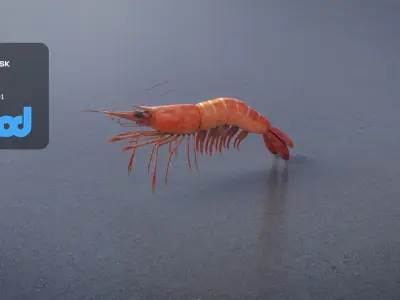 Cooked Shrimp 3D model