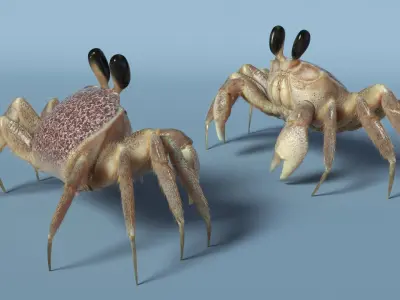  Coastal Burrowing Crab Looking Pose Pink Beige Fur 