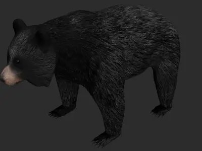 Black Bear Low-poly 3D model