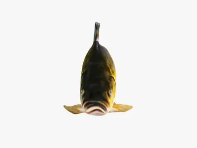 Carp Animal Free 3D model