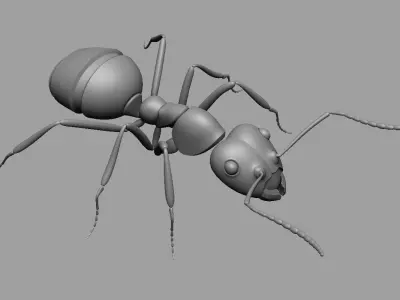 Ant Ant 3D model
