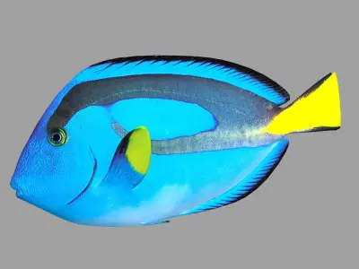 Blue Tang 3D model