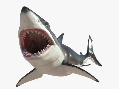 Great White Shark Rigged 3D model purchase