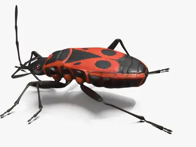  Pyrrhocoris Apterus Crawling Insect Red Black 