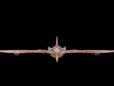 Pteranodon Low-poly 3D model purchase