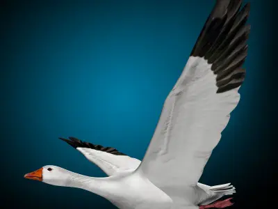 Goose 3D model buy