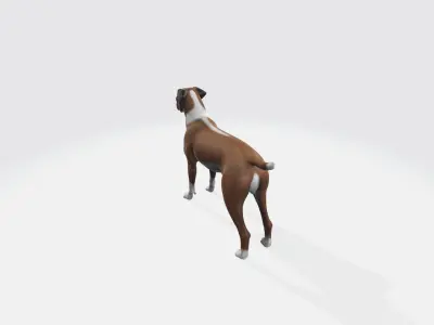 Boxer Blaze Low-poly 3D model