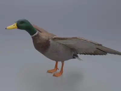 Duck Bird Low-poly 3D model