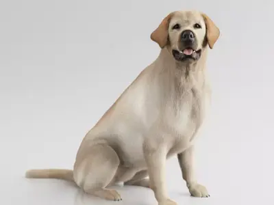 Labrador Retriever 3D model