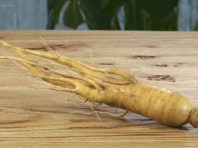  Fresh Ginseng Root 