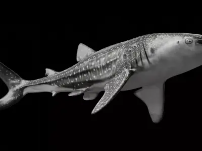 Whale Shark 3D model buy