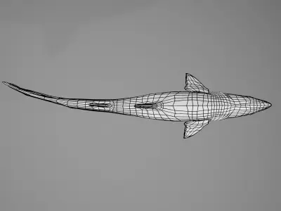 Sand Tiger Shark Low-poly 3D model