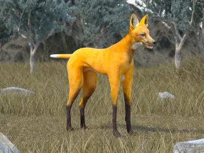Chrysocyon Rigged for Maya 3D model