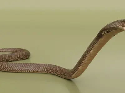  Naja Cobra Snake Attack Pose 