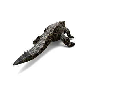 Crocodile 3D Model low poly alligator Low-poly 3D model
