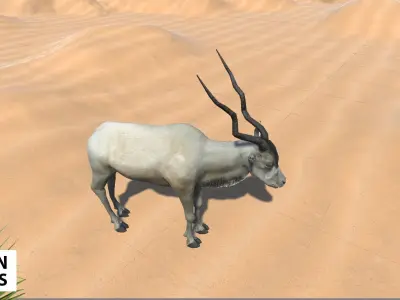African animals - pack Low-poly 3D model