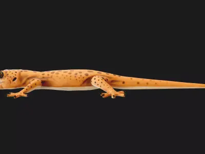Low poly Stylized lizard Low-poly 3D model