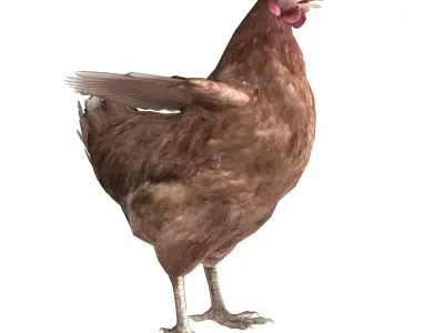 Chicken Rigged Low-poly 3D model