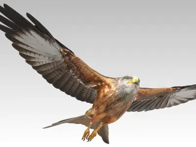 Red Kite Low-poly 3D model