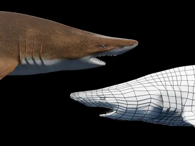 Animated Sand Tiger Shark Low-poly 3D model