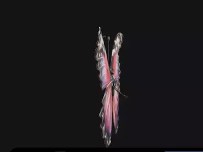 colorful butterfly  Free 3D model