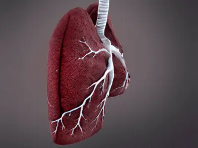 Human Lungs 3D print model