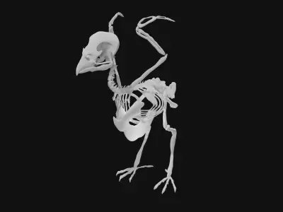Sparrow skeleton 3D model