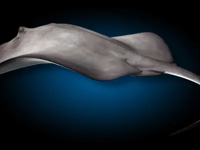 Stingray 3D model buy
