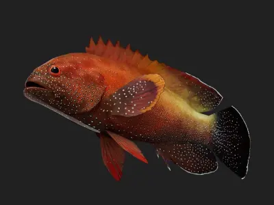 Yellowfinhin Low-poly 3D model