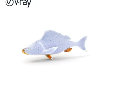Detailed Fish Model Pack for Animation and Games Low-poly 3D model