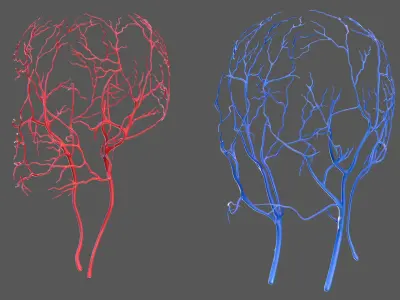 Human Head Cardiovascular System 3D model