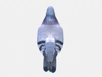 Pigeon 3D model purchase