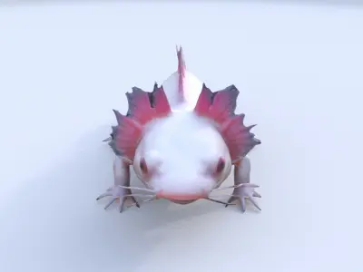 Axolotl 3D model purchase