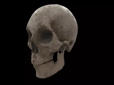 human skull 3D model