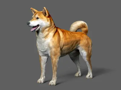 Shiba Inu 3D model