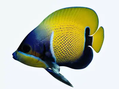 Anglefish 7 butterfly fish 3D model