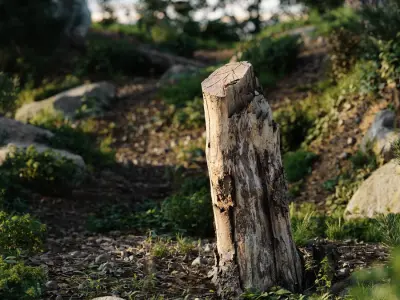  Medium Cut Bare Deciduous Stump Model  purchase
