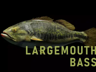 Lowpoly Largemouth Bass Low-poly 3D model