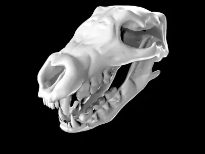 Bear Skull Low-poly 3D model