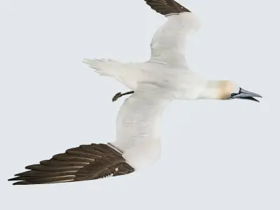 Gannet 3D model