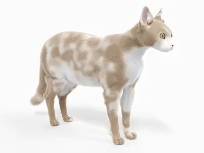  Cat Body, Skeleton and Muscles Static 