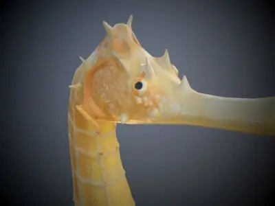 Seahorse 3D model get