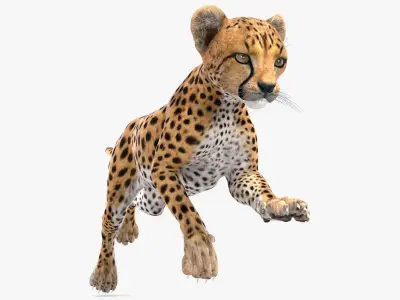 Cheetah Cub Running Pose 3D model