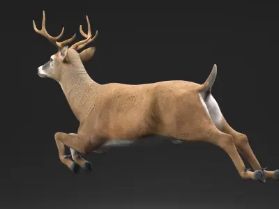 Whitetail Deer Running Pose 3D model