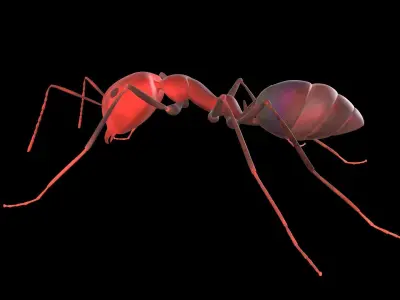 3D lowpoly Model of an Ant  Ready to use  Low-poly 3D model